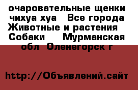 очаровательные щенки чихуа-хуа - Все города Животные и растения » Собаки   . Мурманская обл.,Оленегорск г.